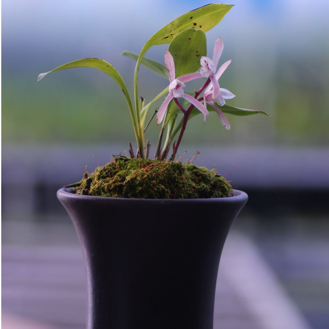 国兰兔耳兰 粉红色兔耳兰盆栽