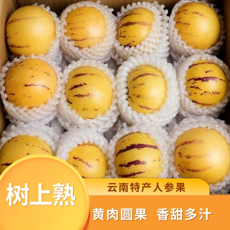 【礼盒】云南特产石林人参果送礼坏包赔人生果清甜多汁低糖24枚大果