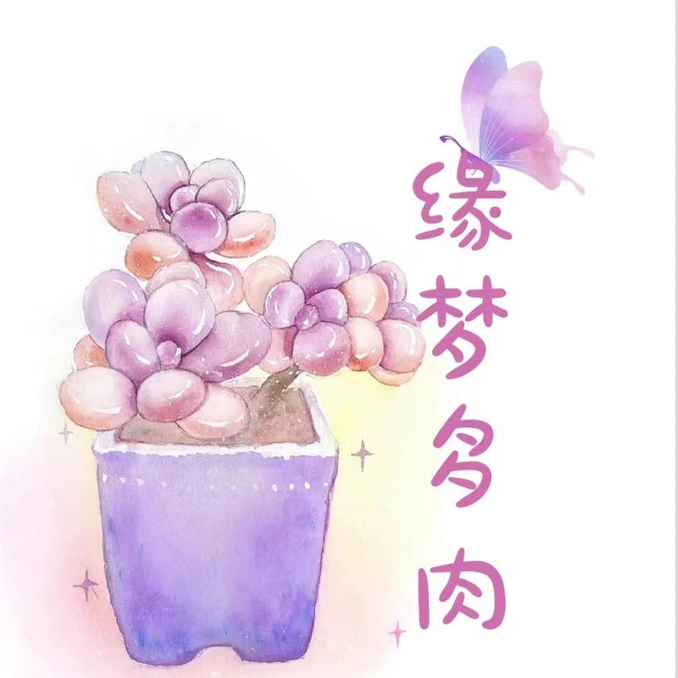 缘梦多肉 综合链接二（实物以直播间为准任意两单包邮）