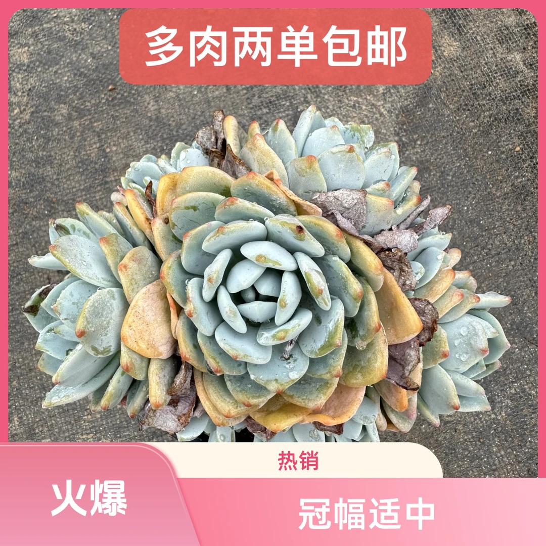 冷香 精品贵货好看好养（任意两单包邮实物以直播间为准）