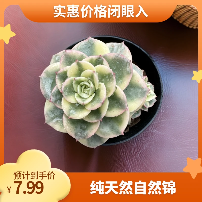 蜡牡丹锦 自然锦 有轻微晒斑带盆（实物以直播间为准任意两单包邮）