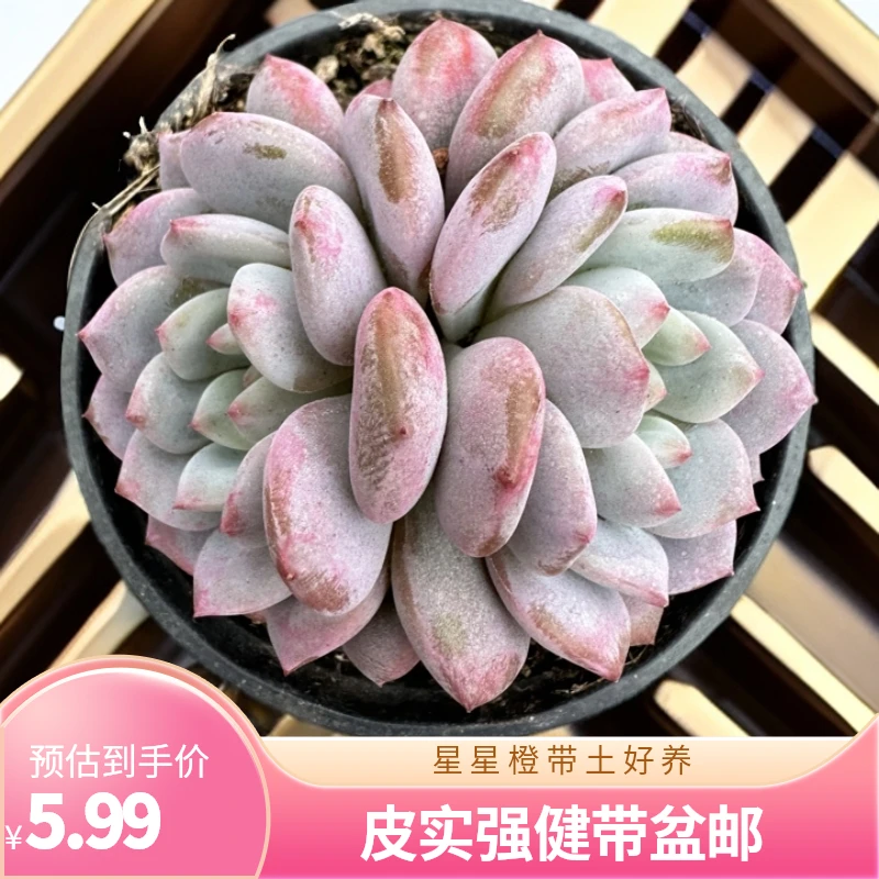 精控星星橙买一送一带盆带土（实物以直播间为准任意两单包邮）