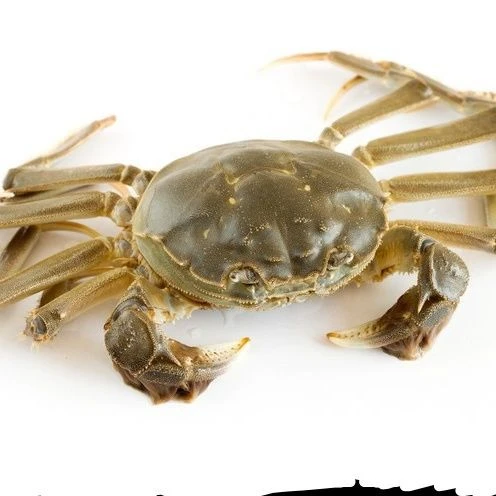【鲜活】江苏兴化河蟹母蟹1只约1.2至1.5两母蟹/20只盒