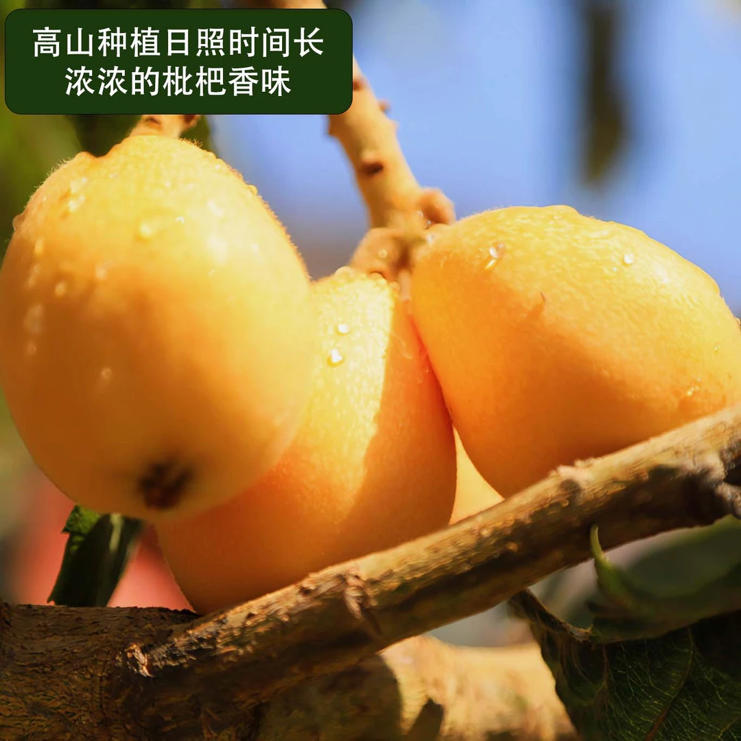 【顺丰包邮】四川汉源高山大五星枇杷新鲜采摘精选果园品质大果多汁