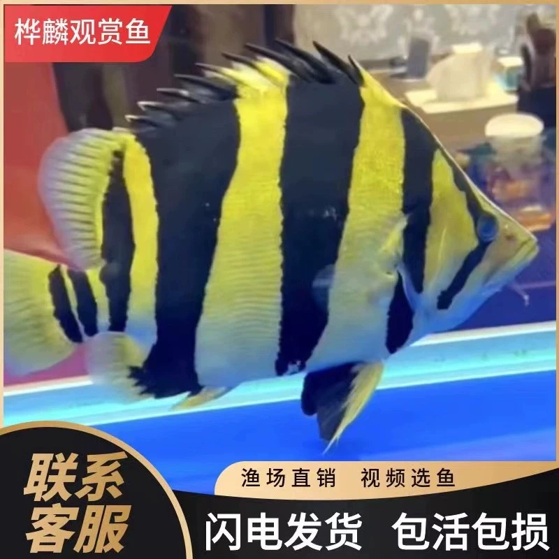 虎鱼活体泰虎印尼鱼苏门答腊虎三纹虎四纹虎龙鱼配鱼水族