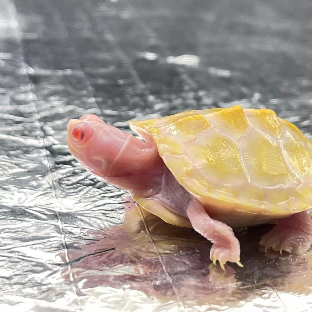 宠物龟观赏龟乌龟（直播间选龟链接）