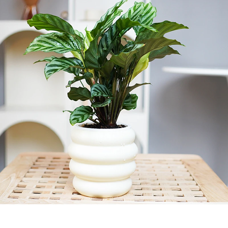 翠叶竹芋绿植盆栽室内好养的花卉观叶植物四季常青除甲醛净化空气