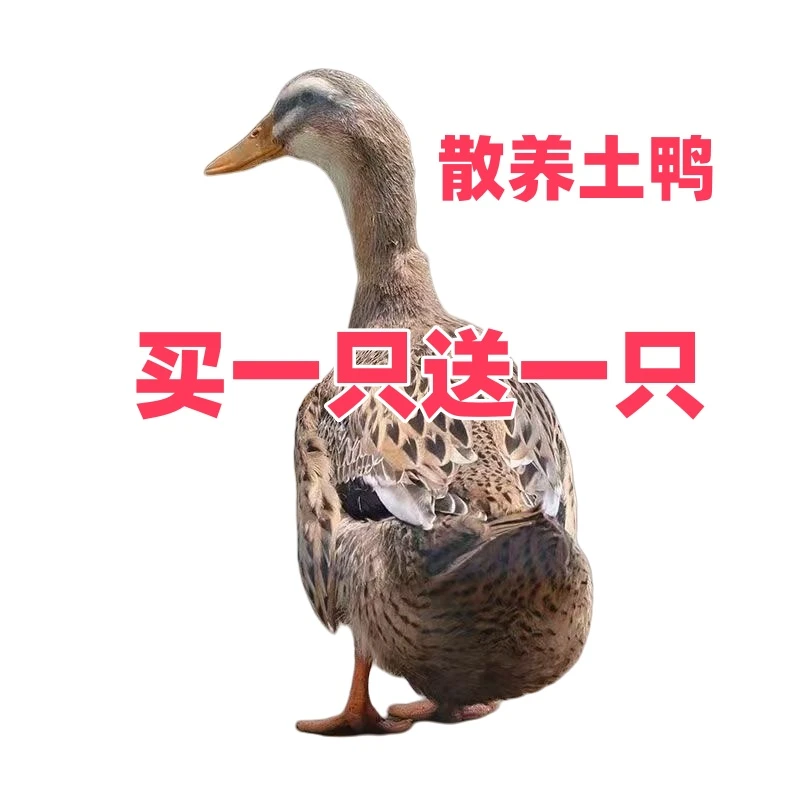 【新人福利】农家散养大鸭新鲜现杀麻鸭嫩鸭老鸭