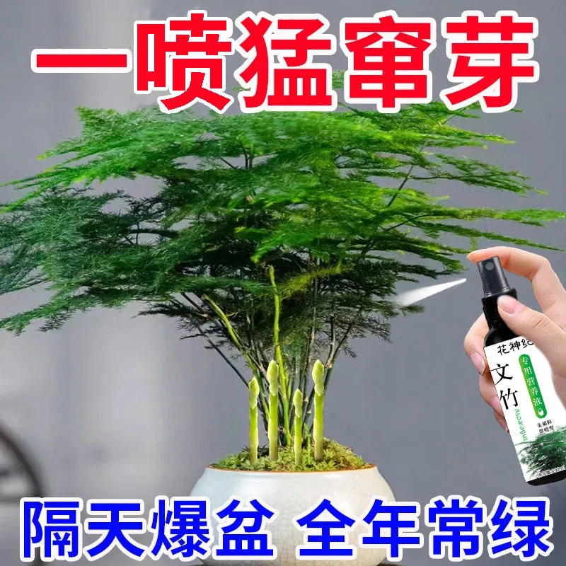 文竹营养液专用室内养花通用盆栽植物专治叶子烂根发黄植物营养液