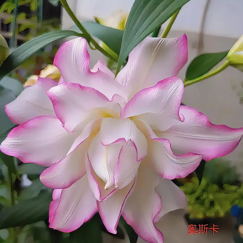 香水百合重瓣维多利亚奥斯卡盆栽地栽阳台庭院抗寒耐冻粉色好养花