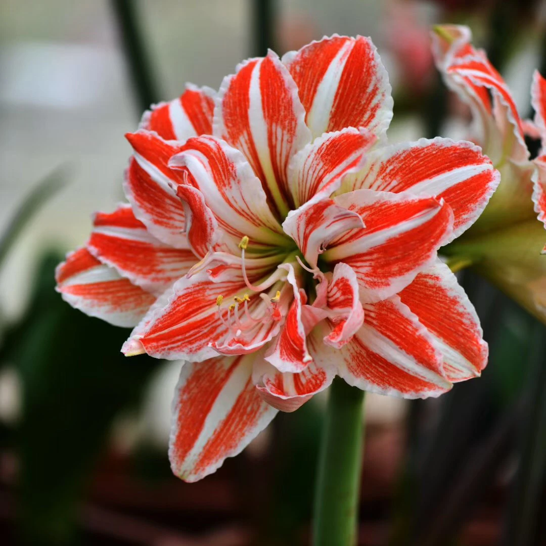 进口现货 重瓣 荷兰进口朱顶红种球多选家庭园艺盆栽花卉