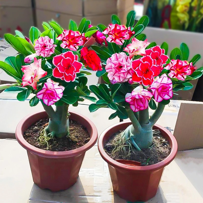 沙漠玫瑰花苗盆栽绿植室内滴