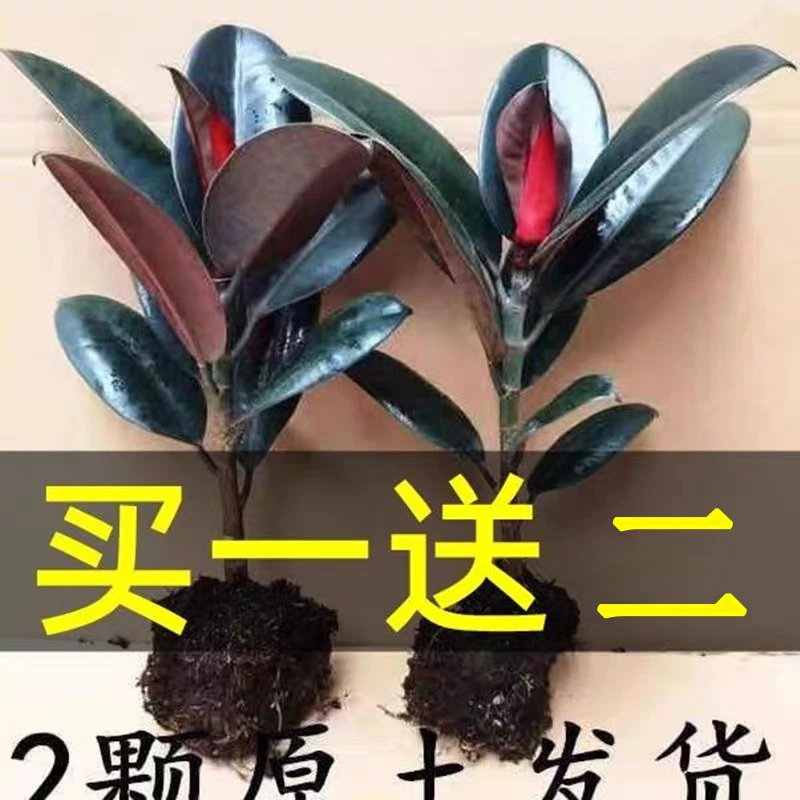 黑金刚橡皮树盆栽办公室内客厅桌面绿植吸甲醛净化空气防辐射植物