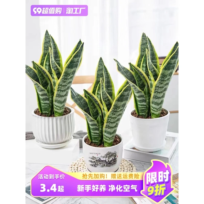 金边虎皮兰盆栽水培售后售后盆栽耐活小型正宗盆景罗汉松小叶赤楠