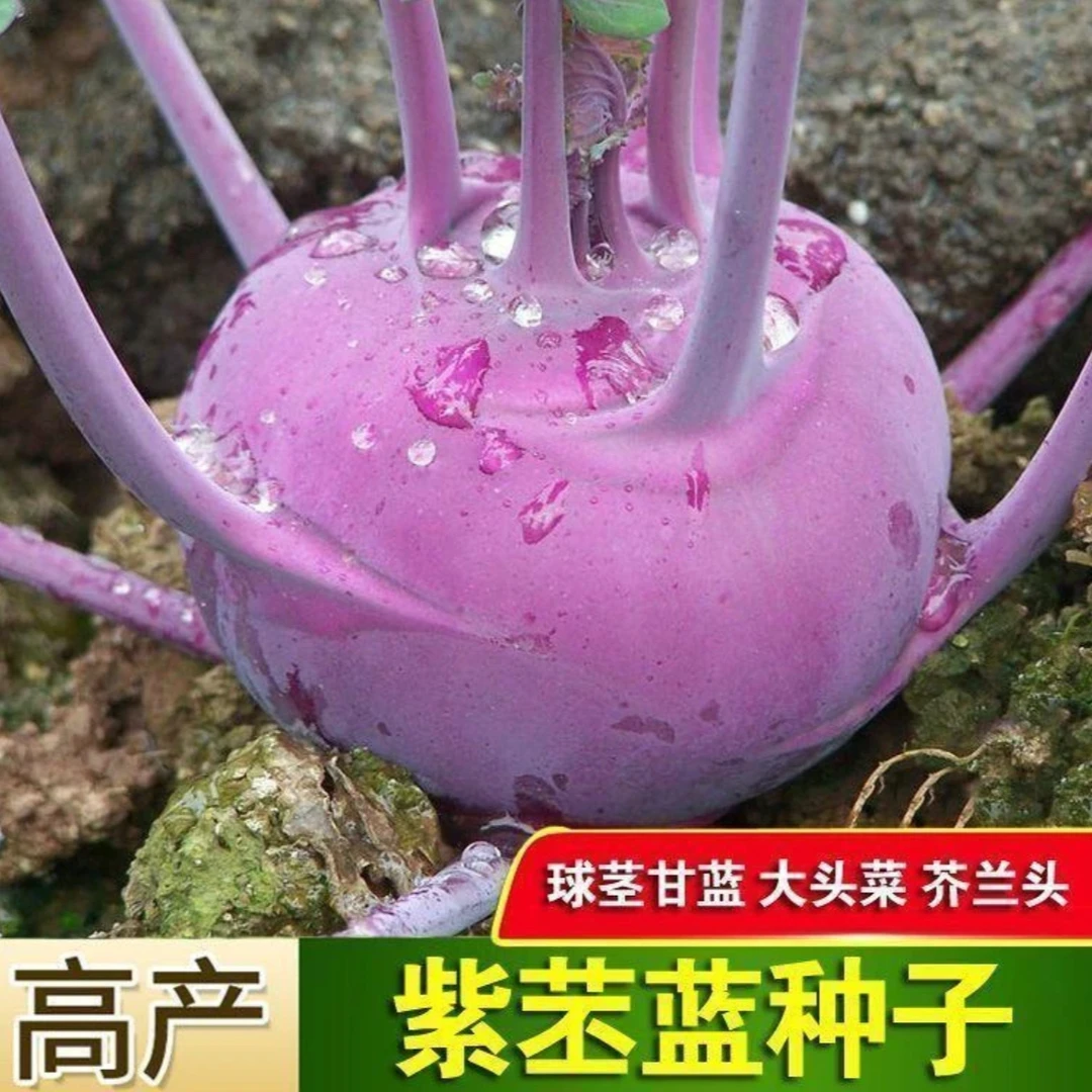 【紫苤蓝种子】早熟高产天津紫苤蓝水果苤兰种籽大田四季