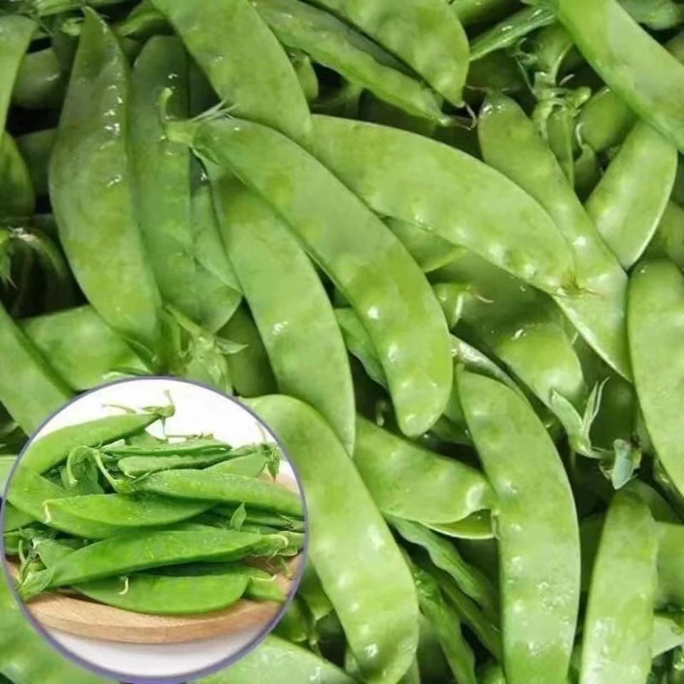 【双生双花双荚荷兰豆种子】豌豆蔬菜种子四季种植阳台盆栽蔬菜种子