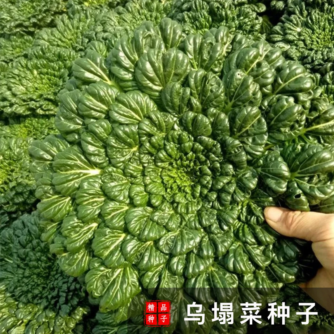 【耐热速生乌塌菜种子】农田耐寒蔬菜高产纤维盆栽地栽四季种植