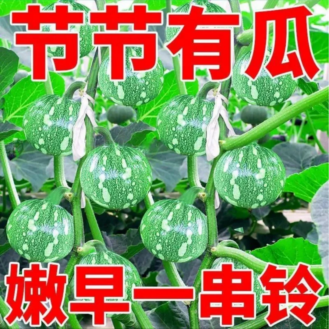 嫩早一串铃南瓜种子家庭阳台小院四季种植盆栽地栽