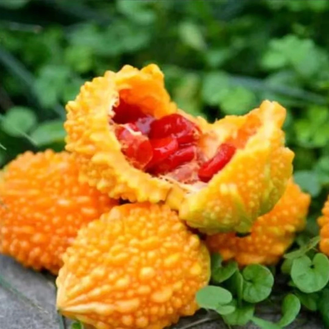 【金癞瓜种子】癞瓜种子阳台花盆夏季四季可种萝卜种子