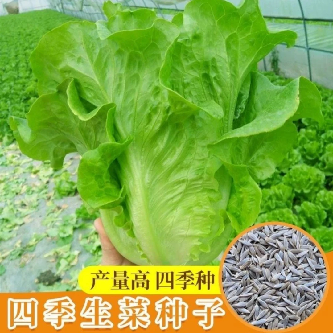 奶油生菜种子家庭阳台小院盆栽地栽四季种植易栽易活