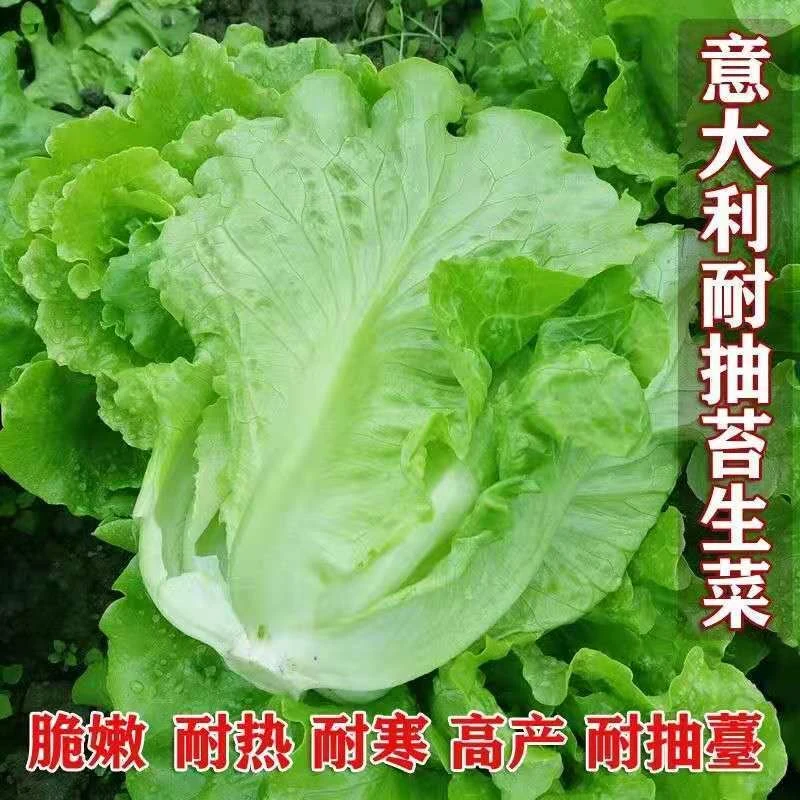 【意大利生菜】全年生菜王种籽高产四季蔬菜阳台菜种孑品质
