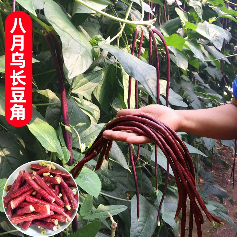 9.99元3包【豇豆种子】蔬菜夏季长豆角种子长豇豆高产紫色豆角