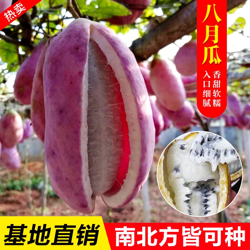 【八月瓜种籽】八月果种子阳台庭院食用水果爬藤植物