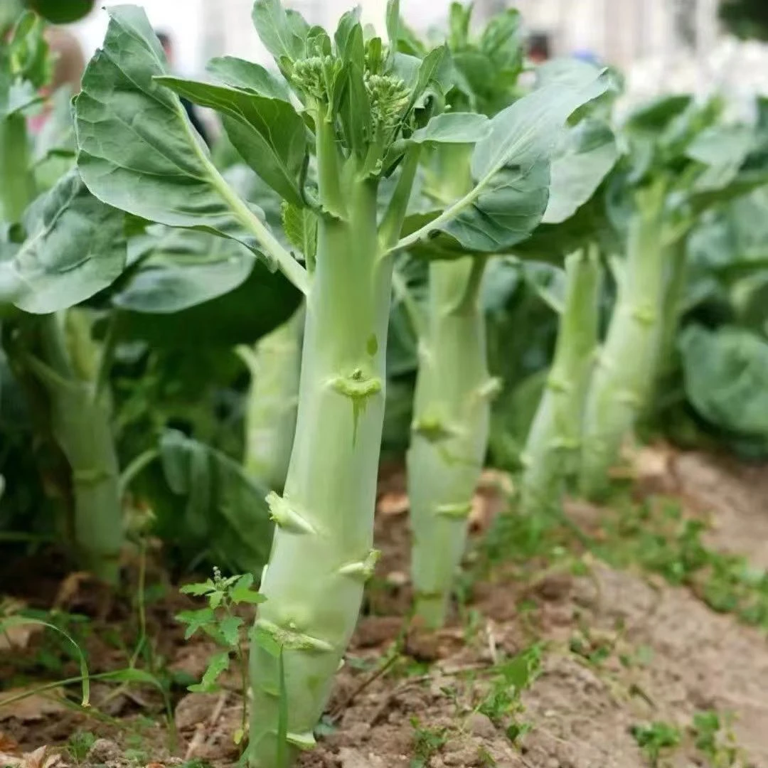 【鸡腿芥兰菜种子】春夏季种植菜园种植蔬菜种子甜脆