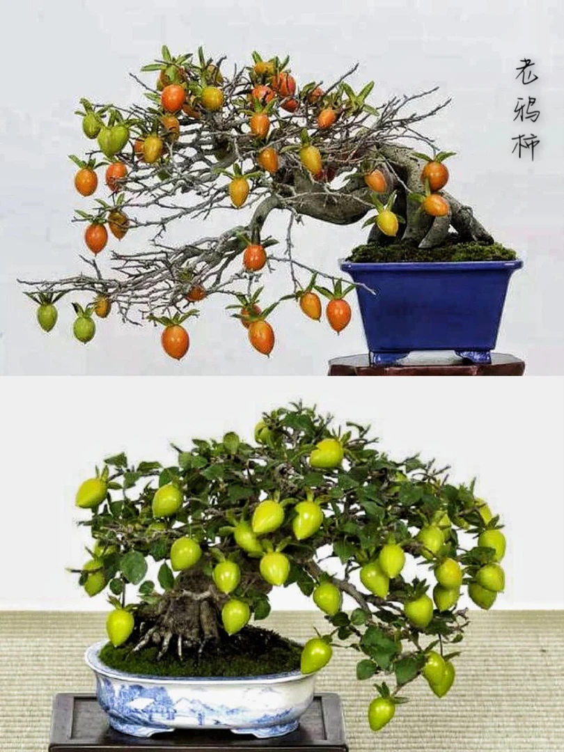 200-1000老鸦柿盆栽