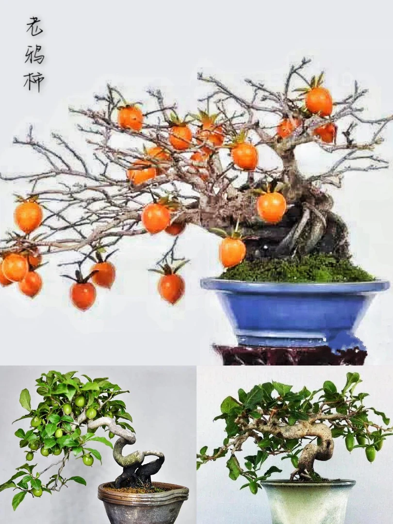 20-200老鸦柿素材