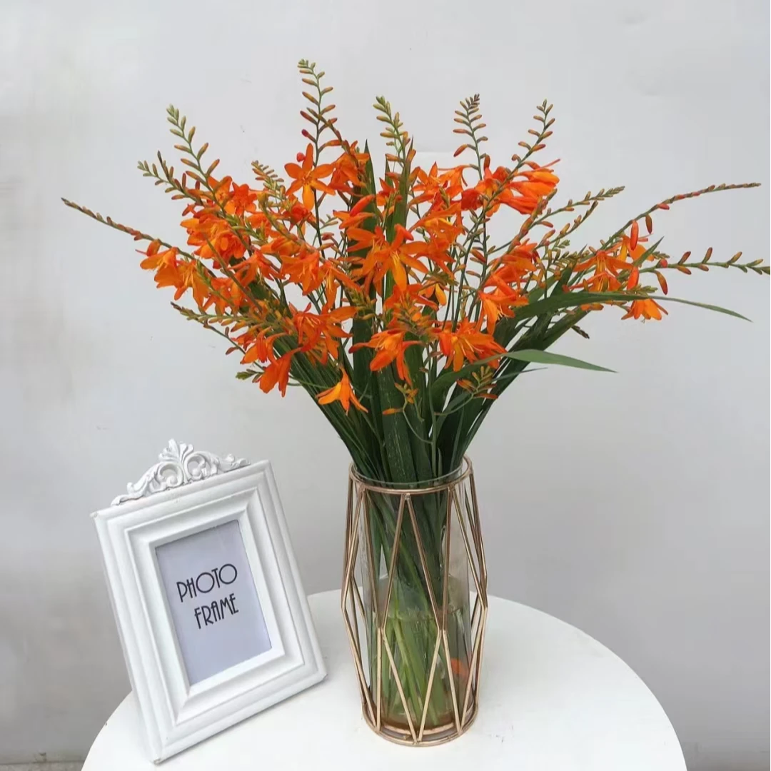 {火焰兰果}珊瑚兰家用水养婚庆插花卉辅材小清新花当季花材
