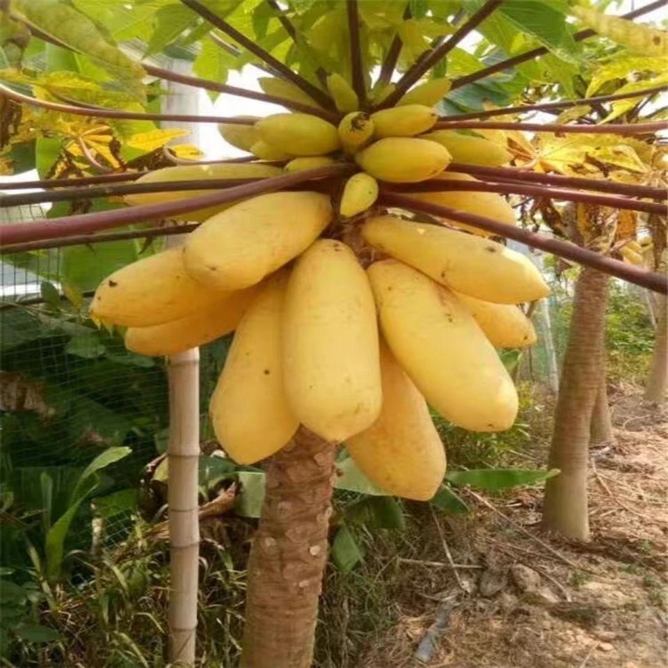 金奶油木瓜种子四季播种阳台盆栽小院种植简单夏季开花高产水果