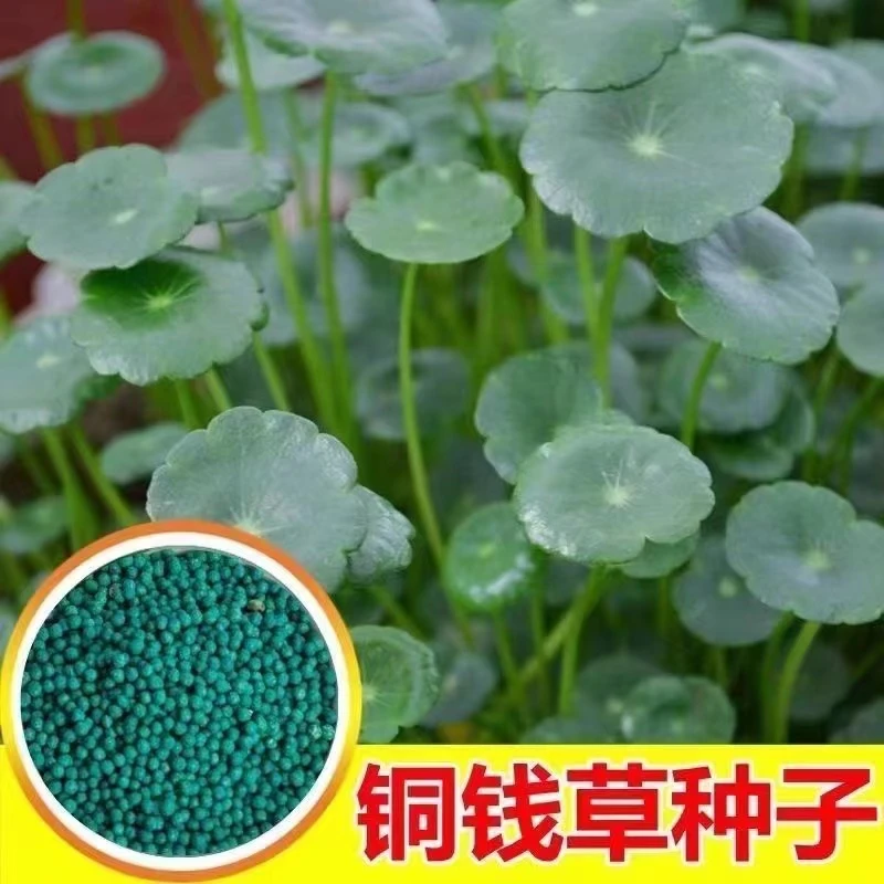 铜种子大叶子水养种籽水培植物花卉盆栽室内常青