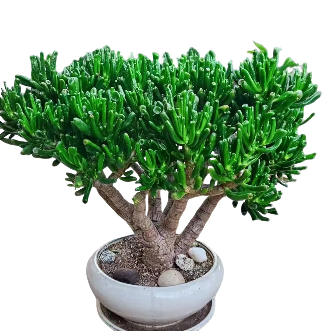 精品多肉植物   吸财树   中大号   好看好养