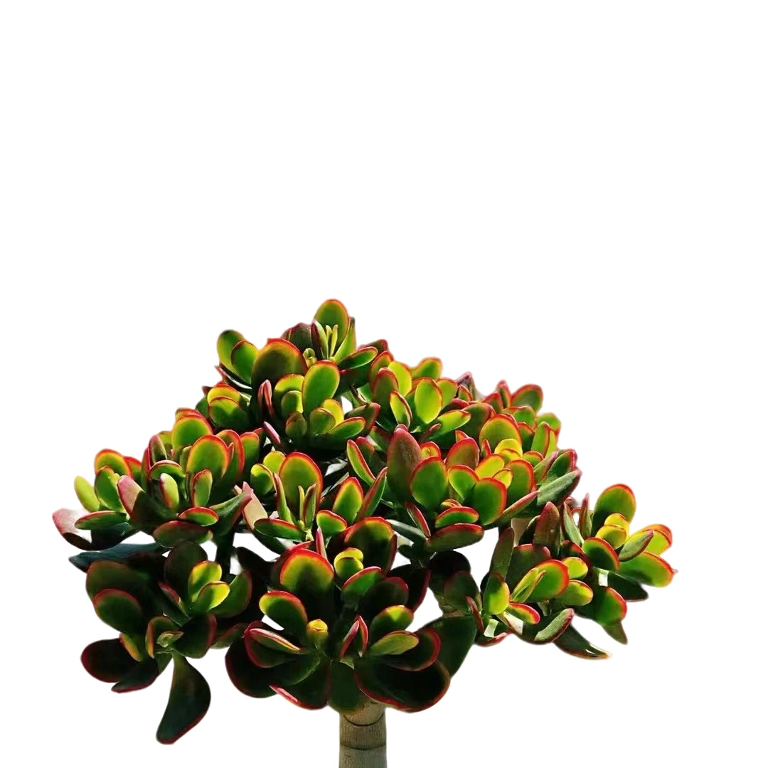 精品多肉植物  摇钱树  好看好养