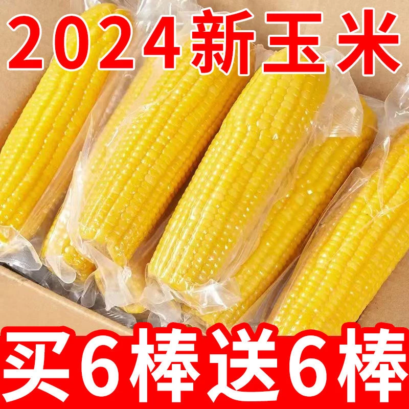 【到手12棒】东北黄糯玉米黑土地黏糯玉米东北特产整箱