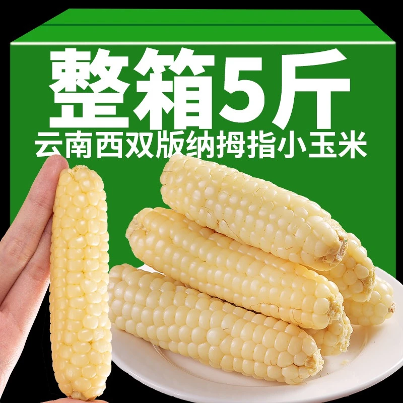 云南西双版纳拇指小玉米新鲜傣家香糯小手指迷你袖珍常温玉米美食