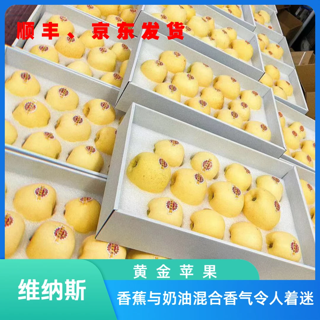 【正品】烟台正宗黄金维纳斯苹果香蕉与奶油混合香气令人着迷