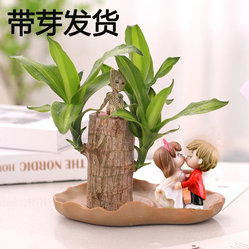 【带芽】巴西木巴坦木盆财神格鲁特盆栽客厅水培植物四季常青窗台