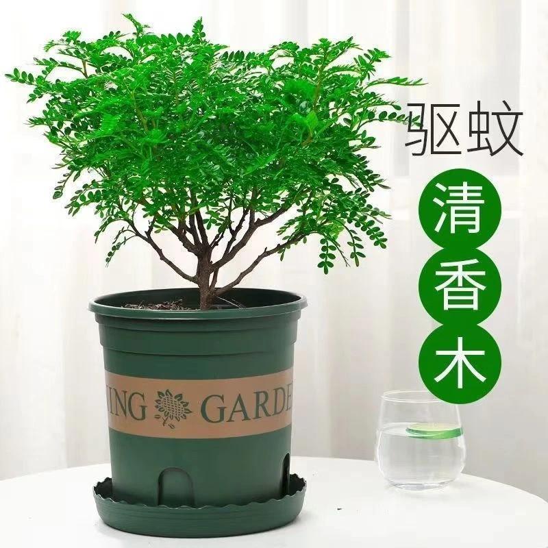四季绿植清香木盆栽驱蚊驱虫草花卉绿植净化空气室内客厅绿植盆栽
