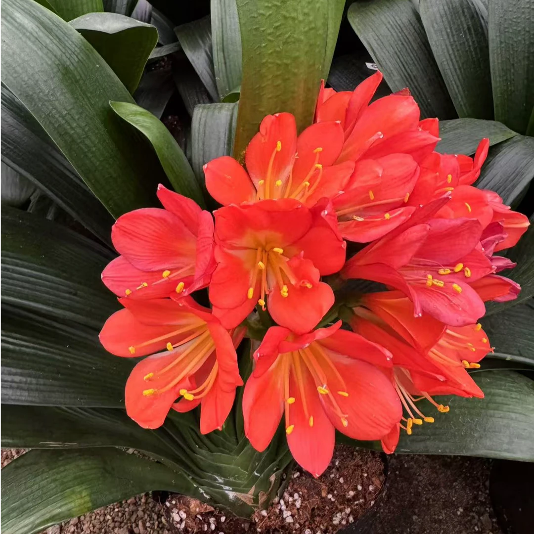 基地直发君子兰精品大苗好养易活室内绿植盆栽