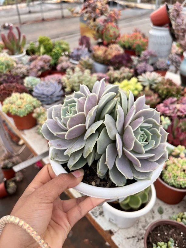 全场任意满9.99包邮  双头露娜莲多肉