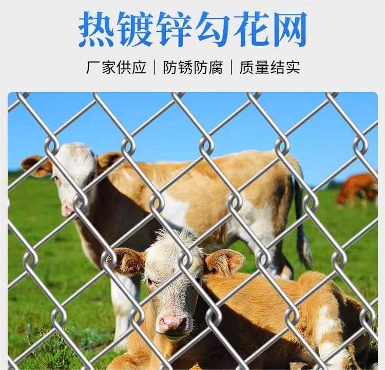 镀锌铁丝网菱形勾花网果园鱼塘养狗隔离防护网动物养殖养鸡围栏网