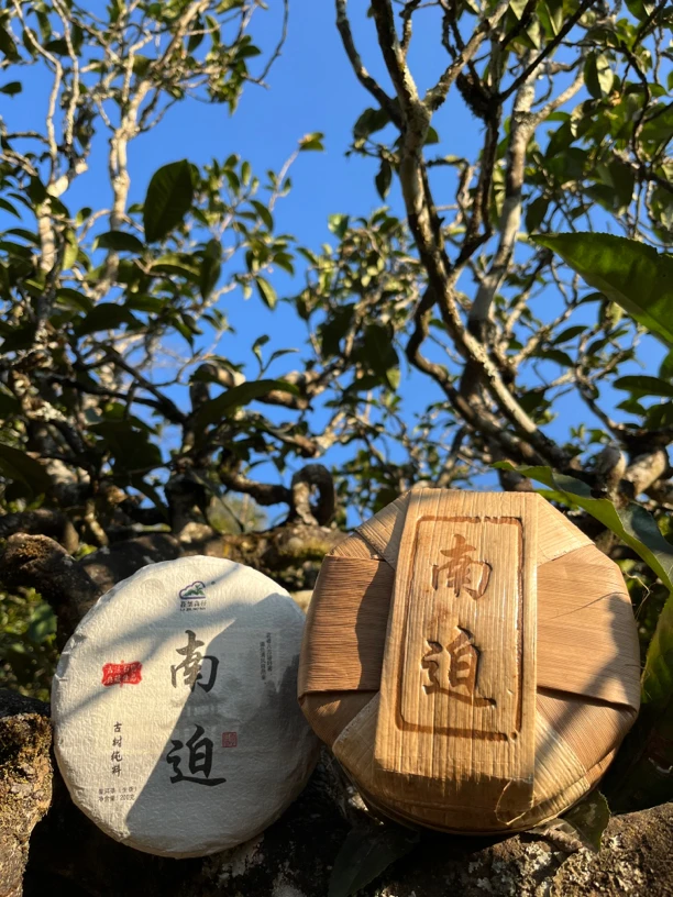 冰岛五寨之一(南迫老寨)2021年头春古树普洱生茶200克/饼