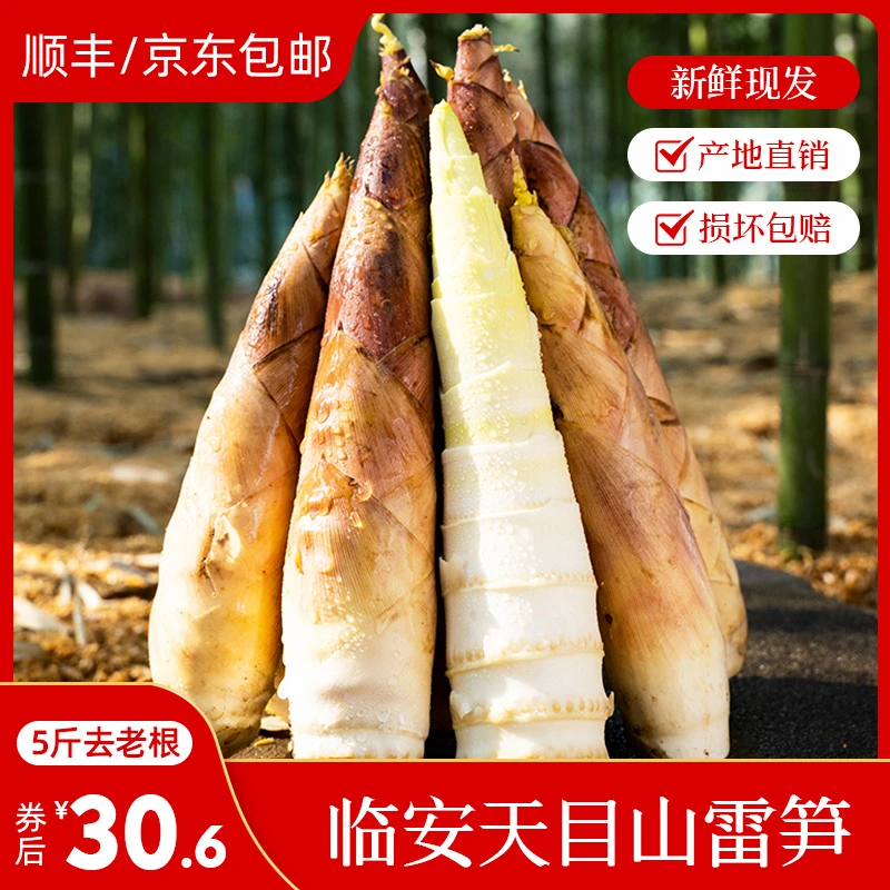 临安天目山雷笋 新鲜现挖切老根 鲜嫩鲜甜3斤/5斤装 脆爽煲汤美味