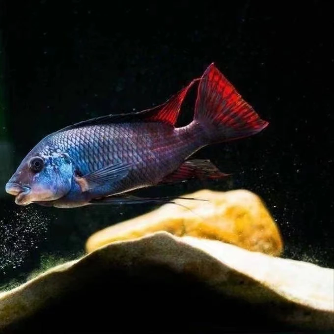 三湖慈鲷坦湖龙果拉龙王