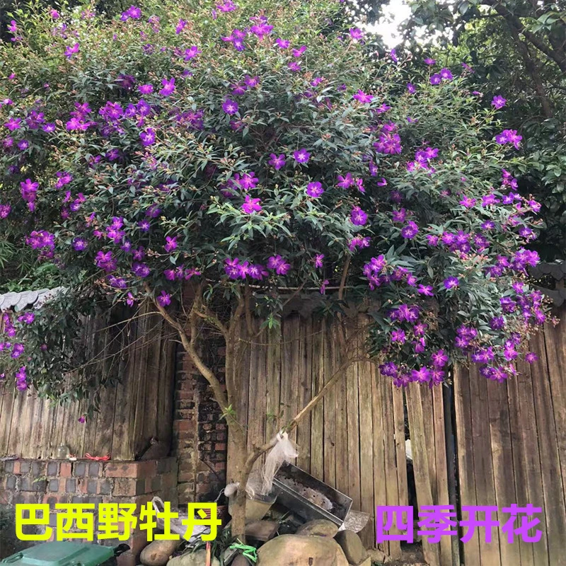 独杆巴西紫牡丹盆栽丛生野牡丹四季开花绿植花卉阳台庭院室外种植