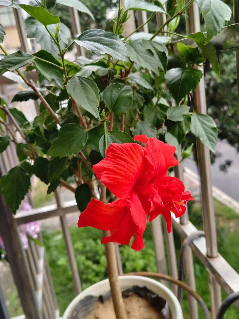海岩-芙蓉牡丹荨麻月季花颗植物基地直发不要换盆换盆不售后