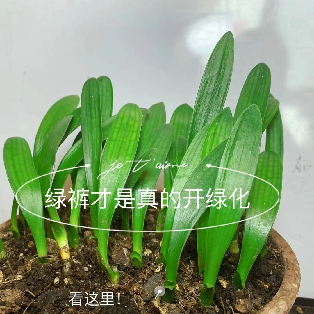 君子兰绿色花苗下单不支持退货