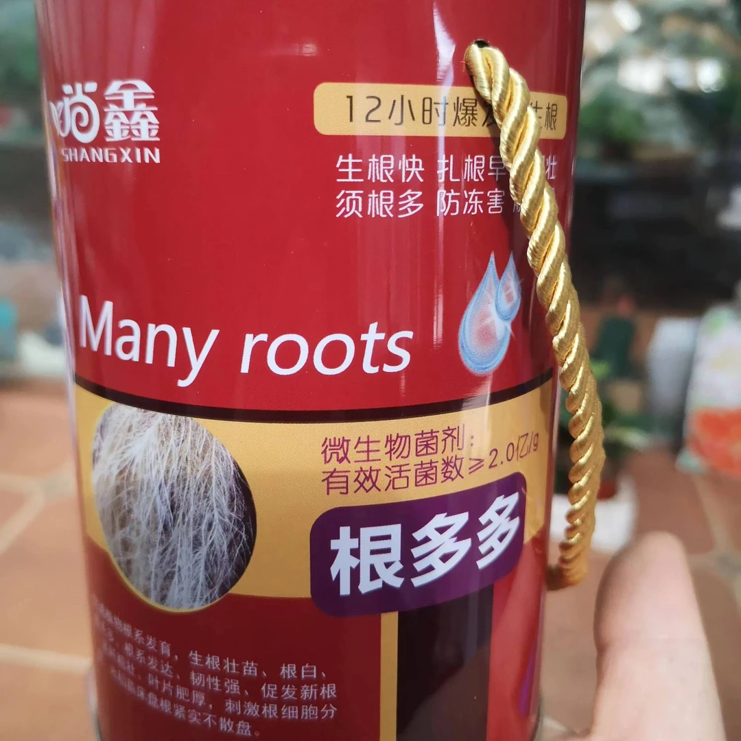 猛生根根多多适合所有绿植